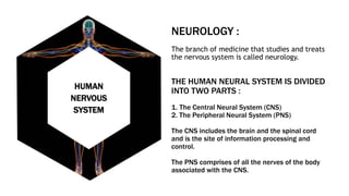 NEUROLOGY :
The branch of medicine that studies and treats
the nervous system is called neurology.
THE HUMAN NEURAL SYSTEM IS DIVIDED
INTO TWO PARTS :
1. The Central Neural System (CNS)
2. The Peripheral Neural System (PNS)
The CNS includes the brain and the spinal cord
and is the site of information processing and
control.
The PNS comprises of all the nerves of the body
associated with the CNS.
HUMAN
NERVOUS
SYSTEM
 