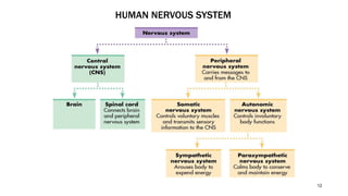 HUMAN NERVOUS SYSTEM
12
 