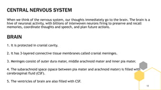 CENTRAL NERVOUS SYSTEM
When we think of the nervous system, our thoughts immediately go to the brain. The brain is a
hive of neuronal activity, with billions of interwoven neurons firing to preserve and recall
memories, coordinate thoughts and speech, and plan future actions.
13
1. It is protected in cranial cavity.
2. It has 3-layered connective tissue membranes called cranial meninges.
3. Meninges consist of outer dura mater, middle arachnoid mater and inner pia mater.
4. The subarachnoid space (space between pia mater and arachnoid mater) is filled with
cerebrospinal fluid (CSF).
5. The ventricles of brain are also filled with CSF.
BRAIN
 