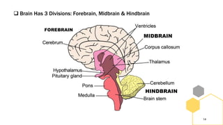  Brain Has 3 Divisions: Forebrain, Midbrain & Hindbrain
14
 