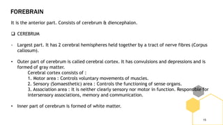 FOREBRAIN
15
It is the anterior part. Consists of cerebrum & diencephalon.
 CEREBRUM
- Largest part. It has 2 cerebral hemispheres held together by a tract of nerve fibres (Corpus
callosum).
• Outer part of cerebrum is called cerebral cortex. It has convulsions and depressions and is
formed of gray matter.
Cerebral cortex consists of :
1. Motor area : Controls voluntary movements of muscles.
2. Sensory (Somaesthetic) area : Controls the functioning of sense organs.
3. Association area : It is neither clearly sensory nor motor in function. Responsible for
intersensory associations, memory and communication.
• Inner part of cerebrum is formed of white matter.
 