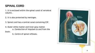 SPINAL CORD
18
1. It is enclosed within the spinal canal of vertebral
column.
2. It is also protected by meninges.
3. Spinal cord has a central canal containing CSF.
4. Outer white matter and inner gray matter.
a. Conduction of impulses to and from the
brain.
b. Centre of spinal reflexes.
 