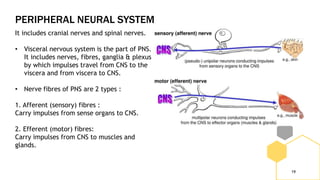 PERIPHERAL NEURAL SYSTEM
19
It includes cranial nerves and spinal nerves.
• Visceral nervous system is the part of PNS.
It includes nerves, fibres, ganglia & plexus
by which impulses travel from CNS to the
viscera and from viscera to CNS.
• Nerve fibres of PNS are 2 types :
1. Afferent (sensory) fibres :
Carry impulses from sense organs to CNS.
2. Efferent (motor) fibres:
Carry impulses from CNS to muscles and
glands.
 