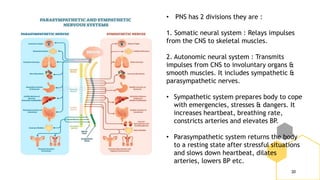 20
• PNS has 2 divisions they are :
1. Somatic neural system : Relays impulses
from the CNS to skeletal muscles.
2. Autonomic neural system : Transmits
impulses from CNS to involuntary organs &
smooth muscles. It includes sympathetic &
parasympathetic nerves.
• Sympathetic system prepares body to cope
with emergencies, stresses & dangers. It
increases heartbeat, breathing rate,
constricts arteries and elevates BP.
• Parasympathetic system returns the body
to a resting state after stressful situations
and slows down heartbeat, dilates
arteries, lowers BP etc.
 