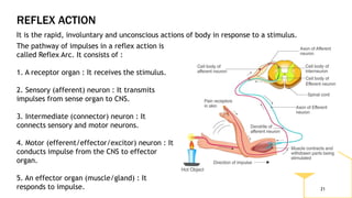 REFLEX ACTION
21
It is the rapid, involuntary and unconscious actions of body in response to a stimulus.
The pathway of impulses in a reflex action is
called Reflex Arc. It consists of :
1. A receptor organ : It receives the stimulus.
2. Sensory (afferent) neuron : It transmits
impulses from sense organ to CNS.
3. Intermediate (connector) neuron : It
connects sensory and motor neurons.
4. Motor (efferent/effector/excitor) neuron : It
conducts impulse from the CNS to effector
organ.
5. An effector organ (muscle/gland) : It
responds to impulse.
 