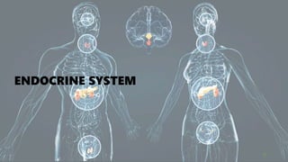 ENDOCRINE SYSTEM
39
 