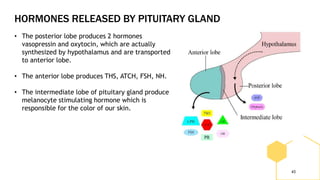 HORMONES RELEASED BY PITUITARY GLAND
43
• The posterior lobe produces 2 hormones
vasopressin and oxytocin, which are actually
synthesized by hypothalamus and are transported
to anterior lobe.
• The anterior lobe produces THS, ATCH, FSH, NH.
• The intermediate lobe of pituitary gland produce
melanocyte stimulating hormone which is
responsible for the color of our skin.
 