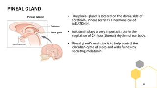 PINEAL GLAND
44
• The pineal gland is located on the dorsal side of
forebrain. Pineal secretes a hormone called
MELATONIN.
• Melatonin plays a very important role in the
regulation of 24-hour(diurnal) rhythm of our body.
• Pineal gland’s main job is to help control the
circadian cycle of sleep and wakefulness by
secreting melatonin.
 