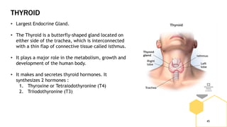 THYROID
45
• Largest Endocrine Gland.
• The Thyroid is a butterfly-shaped gland located on
either side of the trachea, which is interconnected
with a thin flap of connective tissue called isthmus.
• It plays a major role in the metabolism, growth and
development of the human body.
• It makes and secretes thyroid hormones. It
synthesizes 2 hormones :
1. Thyroxine or Tetraiodothyronine (T4)
2. Triiodothyronine (T3)
 