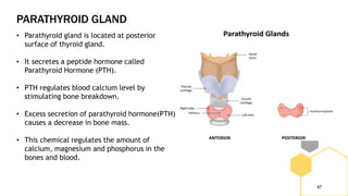 PARATHYROID GLAND
47
• Parathyroid gland is located at posterior
surface of thyroid gland.
• It secretes a peptide hormone called
Parathyroid Hormone (PTH).
• PTH regulates blood calcium level by
stimulating bone breakdown.
• Excess secretion of parathyroid hormone(PTH)
causes a decrease in bone mass.
• This chemical regulates the amount of
calcium, magnesium and phosphorus in the
bones and blood.
 