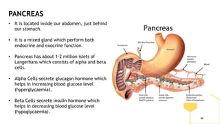 49
PANCREAS
• It is located inside our abdomen, just behind
our stomach.
• It is a mixed gland which perform both
endocrine and exocrine function.
• Pancreas has about 1-2 million islets of
Langerhans which consists of alpha and beta
cells.
• Alpha Cells-secrete glucagon hormone which
helps in increasing blood glucose level
(hyperglycaemia).
• Beta Cells-secrete insulin hormone which
helps in decreasing blood glucose level
(hypoglycaemia).
 