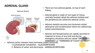 ADRENAL GLAND
50
• There are two adrenal glands, on top of each
kidney.
• Adrenal gland is made of two types of tissue,
centrally located called the adrenal medulla and
the peripheral one called the adrenal cortex.
• Adrenal medulla secretes two hormones called
adrenaline and noradrenaline which are collectively
called catecholamines.
• Adrenal and Noradrenaline are rapidly secreted in
response to stress of any kind and during
emergency situations and are called “EMERGENCY
HORMONES” or “HORMONES OF FLIGHT OR FIGHT”.
• Adrenal cortex releases many hormones called corticoids.
1.Carbohydrate metabolism – GLUCOCORTICOIDS
2. Balance of water and electrolyte – MINERALOCORTICOIDS
 