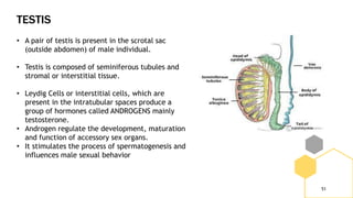 TESTIS
51
• A pair of testis is present in the scrotal sac
(outside abdomen) of male individual.
• Testis is composed of seminiferous tubules and
stromal or interstitial tissue.
• Leydig Cells or interstitial cells, which are
present in the intratubular spaces produce a
group of hormones called ANDROGENS mainly
testosterone.
• Androgen regulate the development, maturation
and function of accessory sex organs.
• It stimulates the process of spermatogenesis and
influences male sexual behavior
 
