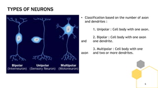 TYPES OF NEURONS
6
• Classification based on the number of axon
and dendrites :
1. Unipolar : Cell body with one axon.
2. Bipolar : Cell body with one axon
and one dendrite.
3. Multipolar : Cell body with one
axon and two or more dendrites.
 