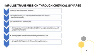 IMPULSE TRANSMISSION THROUGH CHEMICAL SYNAPSE
9
 