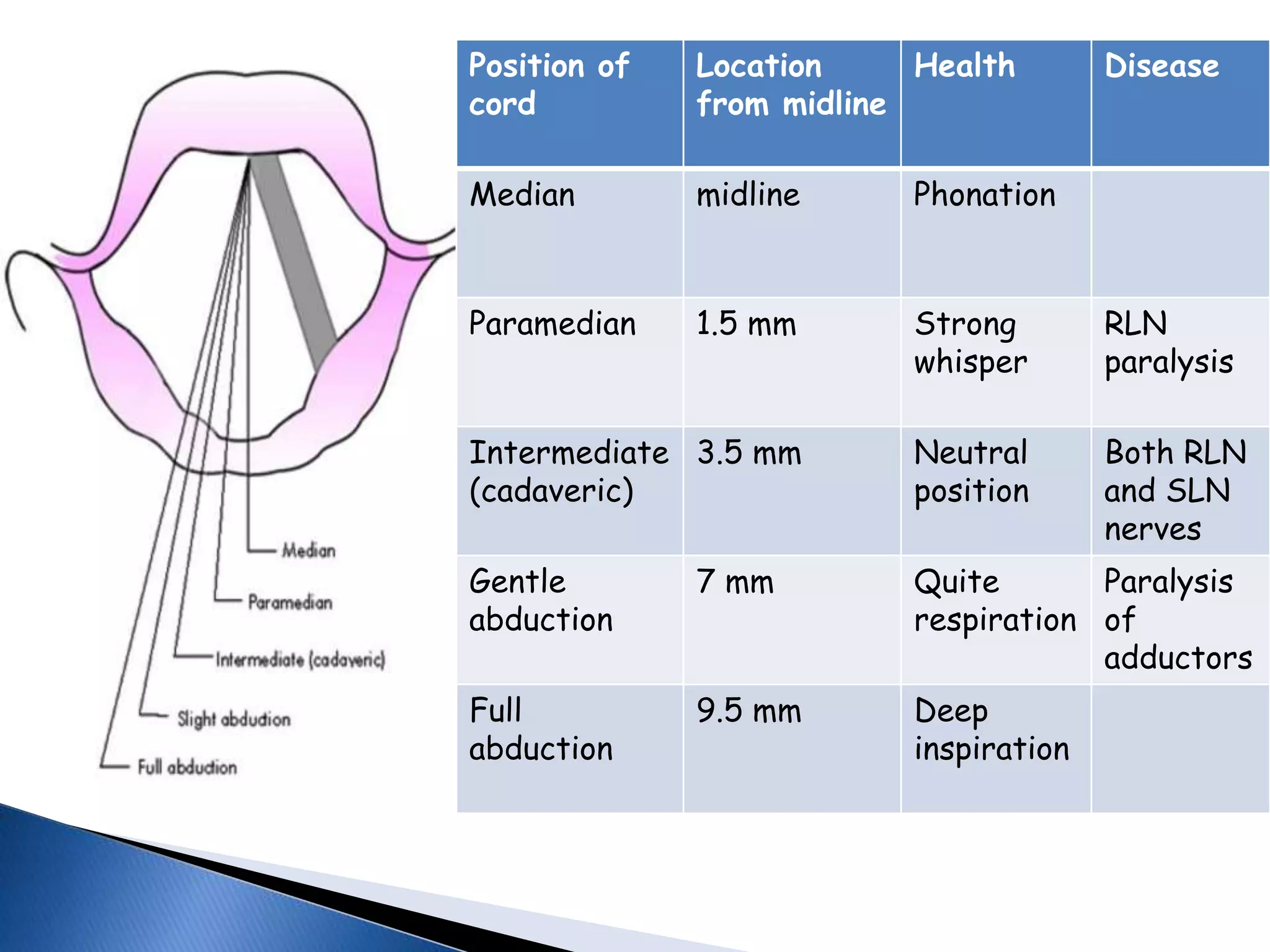 Position of
cord
Location
from midline
Health Disease
Median midline Phonation
Paramedian 1.5 mm Strong
whisper
RLN
paralysis
Intermediate
(cadaveric)
3.5 mm Neutral
position
Both RLN
and SLN
nerves
Gentle
abduction
7 mm Quite
respiration
Paralysis
of
adductors
Full
abduction
9.5 mm Deep
inspiration
 