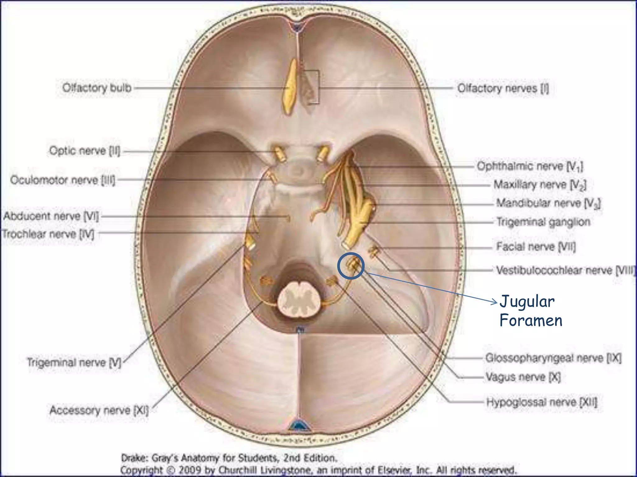 Jugular
Foramen
 
