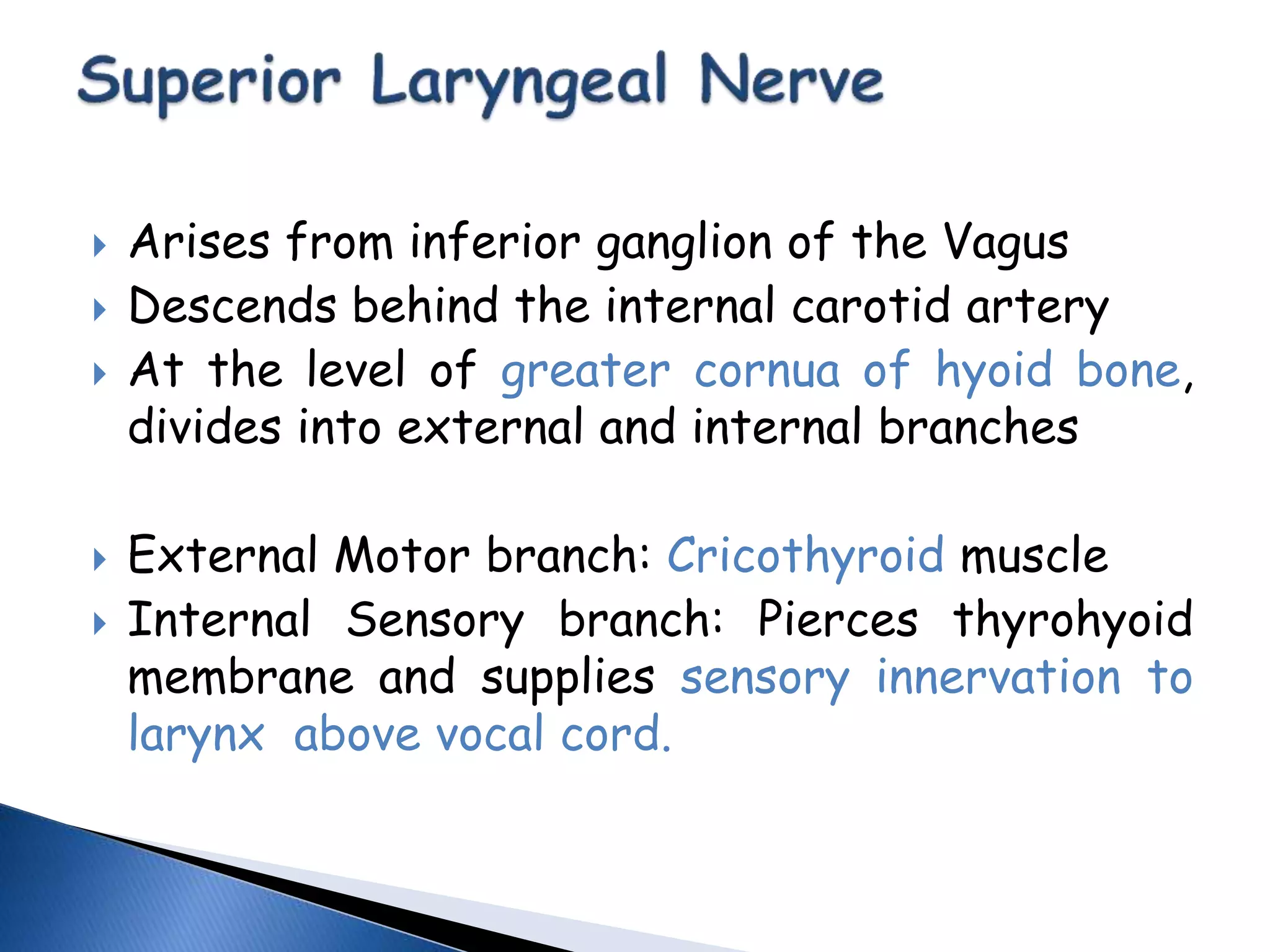  Arises from inferior ganglion of the Vagus
 Descends behind the internal carotid artery
 At the level of greater cornua of hyoid bone,
divides into external and internal branches
 External Motor branch: Cricothyroid muscle
 Internal Sensory branch: Pierces thyrohyoid
membrane and supplies sensory innervation to
larynx above vocal cord.
 