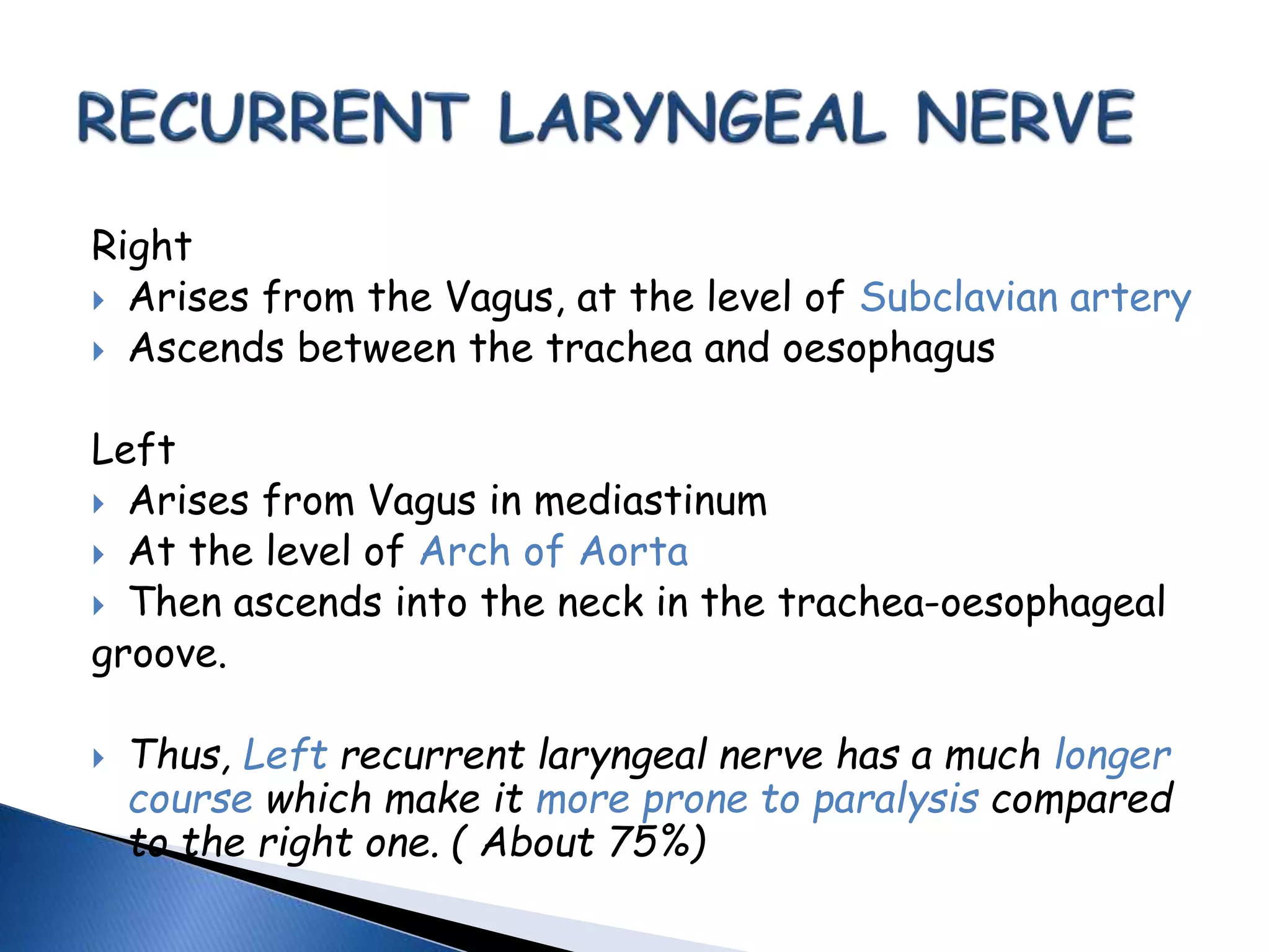 Right
 Arises from the Vagus, at the level of Subclavian artery
 Ascends between the trachea and oesophagus
Left
 Arises from Vagus in mediastinum
 At the level of Arch of Aorta
 Then ascends into the neck in the trachea-oesophageal
groove.
 Thus, Left recurrent laryngeal nerve has a much longer
course which make it more prone to paralysis compared
to the right one. ( About 75%)
 