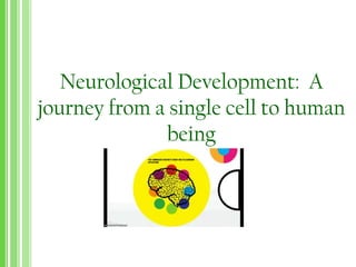 Neurological Development: A
journey from a single cell to human
being
 
