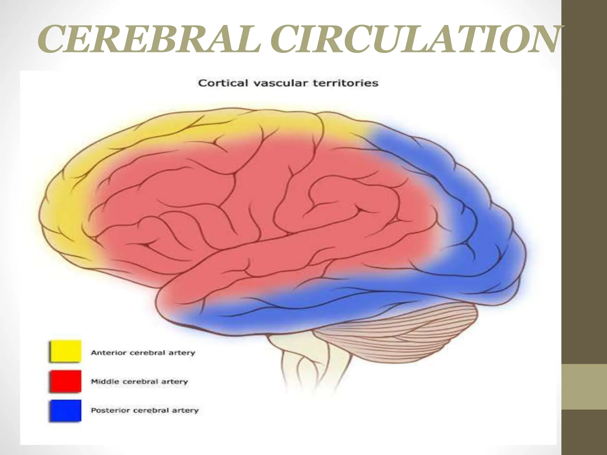 CEREBRAL CIRCULATION
 