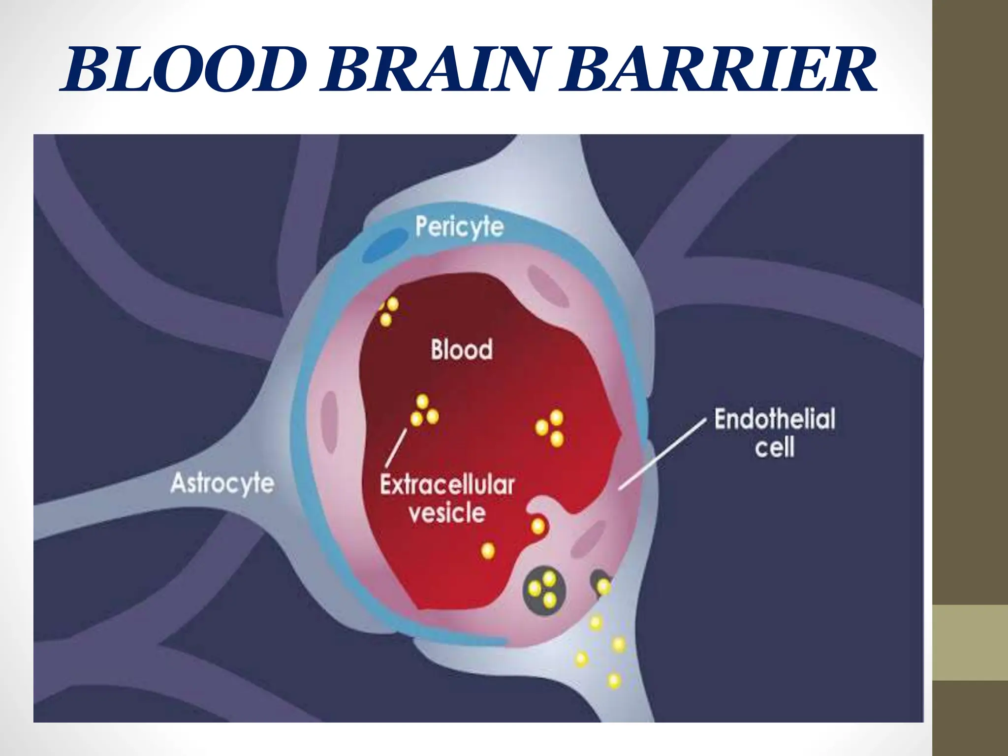 BLOOD BRAIN BARRIER
 