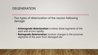 DEGENERATION
• Two types of deterioration of the neuron following
damage:
• Anterograde deterioration involves distal segments of the
axon and occurs rapidly;
• Retrograde deterioration involves changes in the proximal
segments of the axon from damaged site
 