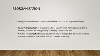 REORGANIZATION
• Reorganization of neural connections is believed to occur via 2 types of changes:
• Rapid reorganization of neural connections usually results from experience; this is
believed to reflect the strengthening of existing connections; and
• Gradual reorganization usually results from neural damage; this is believed to reflect
the establishment of new connections via collateral sprouting
 