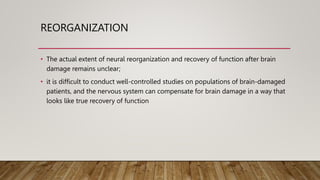 REORGANIZATION
• The actual extent of neural reorganization and recovery of function after brain
damage remains unclear;
• it is difficult to conduct well-controlled studies on populations of brain-damaged
patients, and the nervous system can compensate for brain damage in a way that
looks like true recovery of function
 