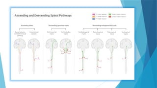 NEUROLOGICAL DISORDERS OF MOTOR FUNCTION [Autosaved].pptx