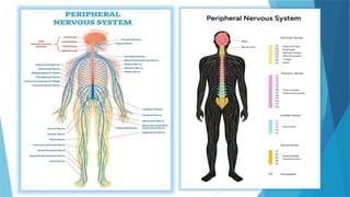 NEUROLOGICAL DISORDERS OF MOTOR FUNCTION [Autosaved].pptx