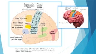 NEUROLOGICAL DISORDERS OF MOTOR FUNCTION [Autosaved].pptx