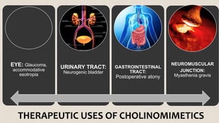 EYE: Glaucoma,
accommodative
esotropia
URINARY TRACT:
Neurogenic bladder
GASTROINTESTINAL
TRACT:
Postoperative atony
NEUROMUSCULAR
JUNCTION:
Myasthenia gravis
THERAPEUTIC USES OF CHOLINOMIMETICS
 