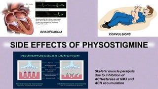 BRADYCARDIA
CONVULSIONS
Skeletal muscle paralysis
due to inhibition of
ACHesterase at NMJ and
ACH accumulation
SIDE EFFECTS OF PHYSOSTIGMINE
 