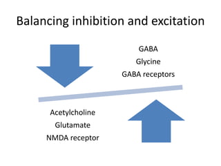 Balancing inhibition and excitation
GABA
Glycine
GABA receptors
Acetylcholine
Glutamate
NMDA receptor
 