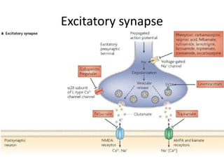 Excitatory synapse
 