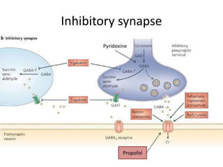 Inhibitory synapse
Propofol
Pyridoxine
 