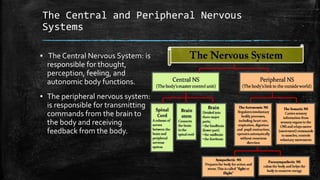 ▪ The Central Nervous System: is
responsible for thought,
perception, feeling, and
autonomic body functions.
▪ The peripheral nervous system:
is responsible for transmitting
commands from the brain to
the body and receiving
feedback from the body.
The Central and Peripheral Nervous
Systems
 