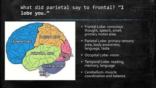 What did parietal say to frontal? “I
lobe you.”
▪ Frontal Lobe- conscious
thought, speech, smell,
primary motor area
▪ Parietal Lobe- primary sensory
area, body awareness,
language, taste
▪ Occipital Lobe- vision
▪ Temporal Lobe- reading,
memory, language
▪ Cerebellum- muscle
coordination and balance
 