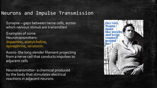 Neurons and Impulse Transmission
Synapse – gaps between nerve cells, across
which nervous stimuli are transmitted
Examples of some
Neurotransmitters:
dopamine, acetylcholine,
epinephrine, serotonin
Axons- the long slender filament projecting
from a nerve cell that conducts impulses to
adjacent cells
Neurotransmitter- a chemical produced
by the body that stimulates electrical
reactions in adjacent neurons
 