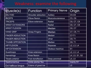 Weakness: examine the following
Muscle(s)             Function              Primary Nerve Origin
DELTOID               Shoulder abduction    Axillary           C5-C6
BICEPS                Elbow flexion         Musculocutaneous   C5, C6
TRICEPS               Elbow extension       Radial             C6, C7, C8
WRIST EXTENSORS                             Radial             C6, C7, C8
WRIST FLEXION                               Median             C6, C7
HAND GRIP             Grasp Fingers         Median             C7, C8, T1
FINGER ADDUCTION                            Median             C7-T1
FINGER ABDUCTION                            Ulnar              C8, T1
THUMB OPPOSITION                            Median             C8, T1
HIP FLEXION                                 Iliopsoas          L2, L3, L4
HIP EXTENSION                               Gluteus maximus    S1
Quadriceps            Knee extension                           L2, L3, L4
Hamstrings            Knee flexion                             L4, L5, S1, S2
Tibialis anterior     Foot dorsiflexion     Deep peroneal      L4, L5
Gastrocnemius         Ankle plantar flex                       mainly S1
Ext hallicus longus   Extens of great toe                      L5
 