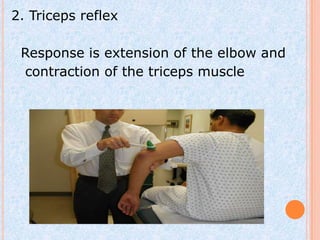 2. Triceps reflex

 Response is extension of the elbow and
 contraction of the triceps muscle
 
