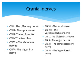 Cranial nerves
 CN I - The olfactory nerve
 CN II - The optic nerve
 CN III-The oculomotor
 CN IV-The trochlear
 CN VI – The abducens
nerves
 CN V - The trigeminal
nerve
 CN VII - The facial nerve
 CN VIII - The
vestibulocochlear nerve
 CN IX-The glossopharyngeal
 CN X - The vagus nerves
 CN XI - The spinal accessory
nerve
 CN XII - The hypoglossal
nerve
 