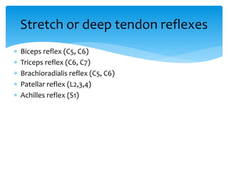 Biceps reflex (C5, C6)
 Triceps reflex (C6, C7)
 Brachioradialis reflex (C5, C6)
 Patellar reflex (L2,3,4)
 Achilles reflex (S1)
Stretch or deep tendon reflexes
 