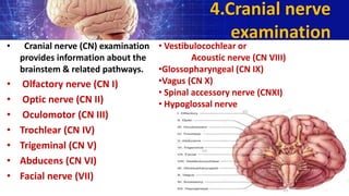 4.Cranial nerve
examination
• Cranial nerve (CN) examination
provides information about the
brainstem & related pathways.
• Olfactory nerve (CN I)
• Optic nerve (CN II)
• Oculomotor (CN III)
• Trochlear (CN IV)
• Trigeminal (CN V)
• Abducens (CN VI)
• Facial nerve (VII)
• Vestibulocochlear or
Acoustic nerve (CN VIII)
•Glossopharyngeal (CN IX)
•Vagus (CN X)
• Spinal accessory nerve (CNXI)
• Hypoglossal nerve
 