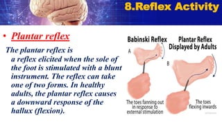 • Plantar reflex
The plantar reflex is
a reflex elicited when the sole of
the foot is stimulated with a blunt
instrument. The reflex can take
one of two forms. In healthy
adults, the plantar reflex causes
a downward response of the
hallux (flexion).
8.Reflex Activity
 