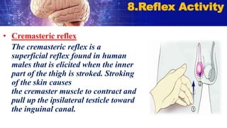 • Cremasteric reflex
The cremasteric reflex is a
superficial reflex found in human
males that is elicited when the inner
part of the thigh is stroked. Stroking
of the skin causes
the cremaster muscle to contract and
pull up the ipsilateral testicle toward
the inguinal canal.
8.Reflex Activity
 