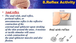 • Anal reflex
• The anal wink, anal reflex,
perineal reflex, or
anocutaneous reflex is the reflexive
contraction of the
external anal sphincter upon stroking
of the skin around the anus. A noxious
or tactile stimulus will cause
a wink contraction of
the anal sphincter muscles and also
flexion.
8.Reflex Activity
 