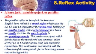• A knee jerk, quadricepsjerk or patellar
reflex
• The patellar reflex or knee-jerk (in American
English knee reflex) is a stretch reflex which tests the
L2, L3, and L4 segments of the spinal cord. Striking of
the patellar tendon with a reflex hammer just below
the patella stretches the muscle spindle in
the quadriceps muscle. This produces a signal which
travels back to the spinal cord and synapses at the
level of L3 or L4 in the spinal cord, and triggering
contraction. This contraction, coordinated with the
relaxation of the antagonistic flexor hamstring muscle
causes the leg to kick.
8.Reflex Activity
 