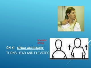 NEUROLOGICAL examination.ppt